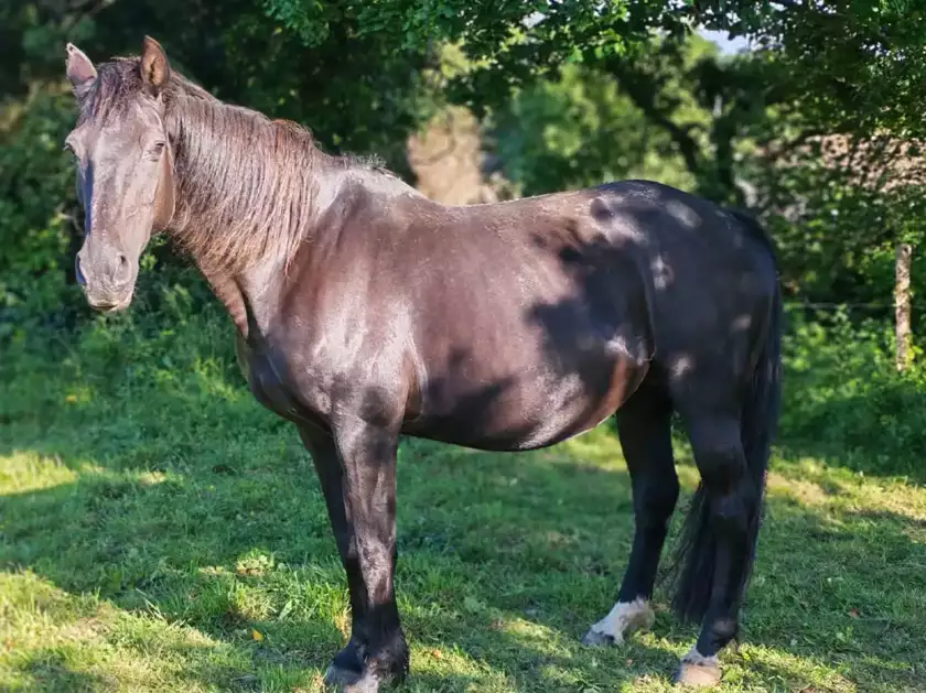 Hiri Trishna, jument noire BWP, poulinière de sport à l'Élevage de la Garenne en Finistère