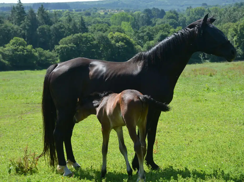 Hiri Trishna et son poulain Pikoeur de la Garenne, élevage de chevaux de sport en Bretagne