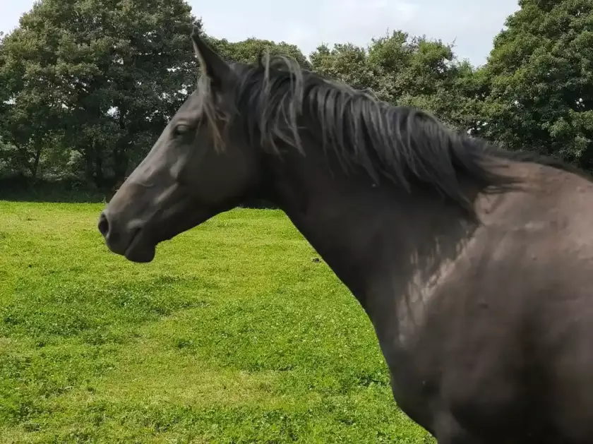 Joly Squaw Z, jument noire, poulinière de sport à l'Élevage de la Garenne en Finistère