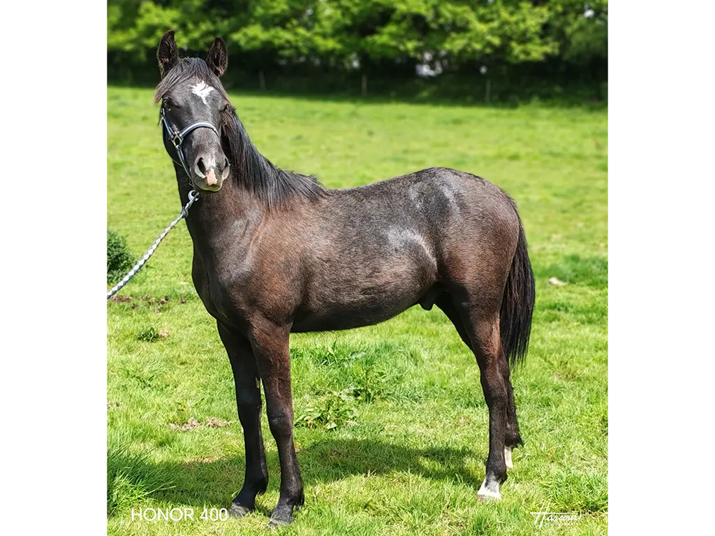 Pandor de la Garenne elevage chevaux sport finistere