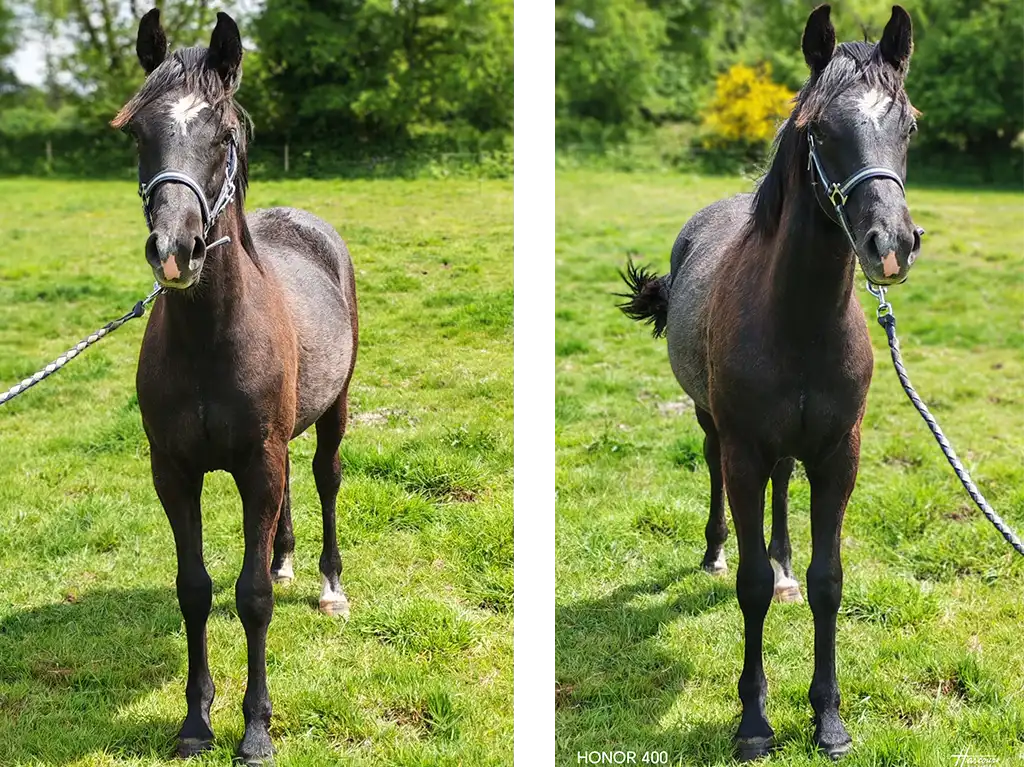 Pandor de la Garenne elevage de la garenne chevaux finistere
