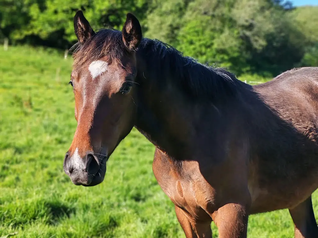 Pikoeur de la Garenne, né à l'élevage de la Garenne