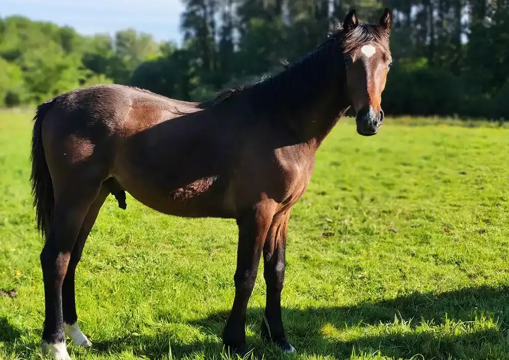 Pikoeur est un magnifique jeune cheval à la robe bai brun de l'élevage de La Garenne dans le Finistère.