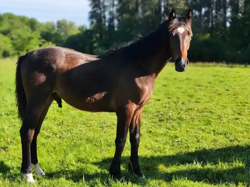 Pikoeur est un magnifique jeune cheval à la robe bai brun de l'élevage de La Garenne dans le Finistère.