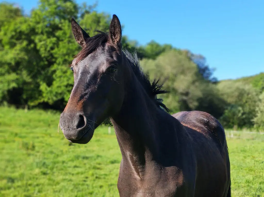 Radium-de-la-Garenne-z-elevage-chevaux-sport--finistere