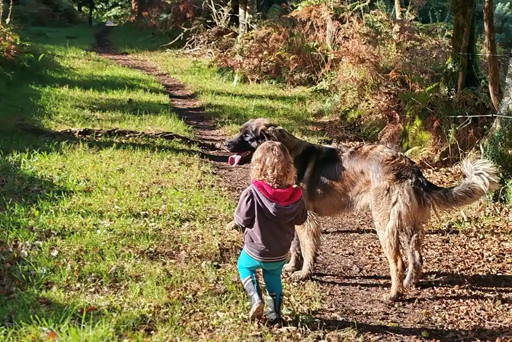 Le Leonberg est souvent qualifié de "force tranquille"