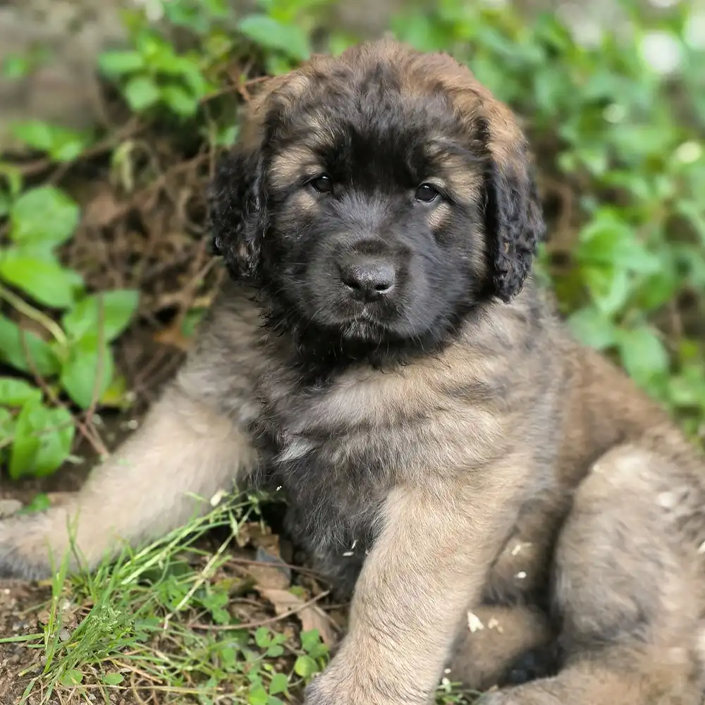 Chiots leonberg LOF élevage de chiens Finistere