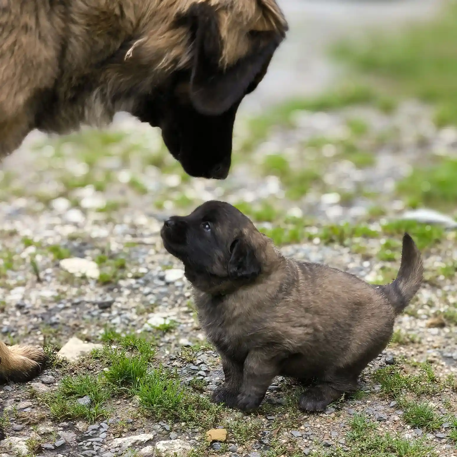 l'Élevage de La Garenne à Commana (29) élève avec passion des chiots Leonberg LOF