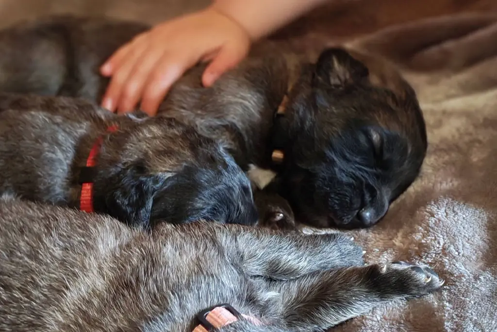 Chiots Leonberg de la portée d'Uta et Tek'noz