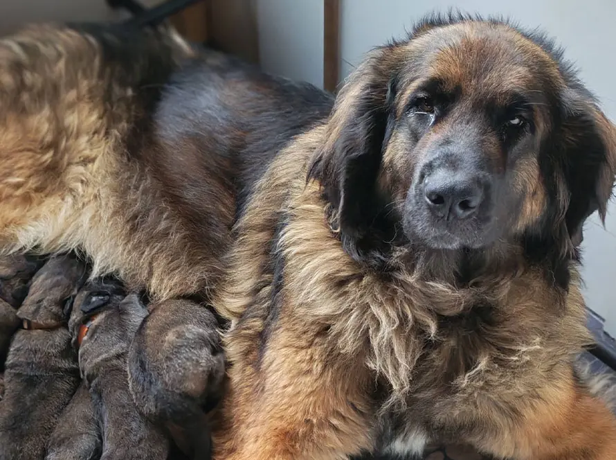 Magnifiques chiots Leonberg LOF à réserver dans le Finistère (Bretagne)