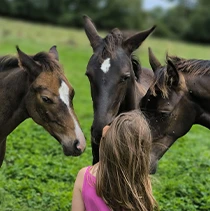 Manipulation précoces des poulains de l'élevage de la Garenne en Bretagne