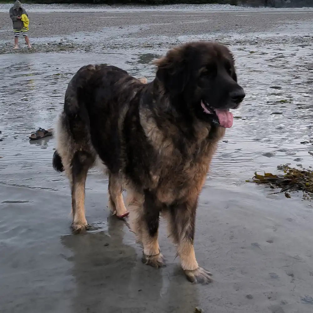 Elevage de chiens de race leonberg à Commana dans le Finistère