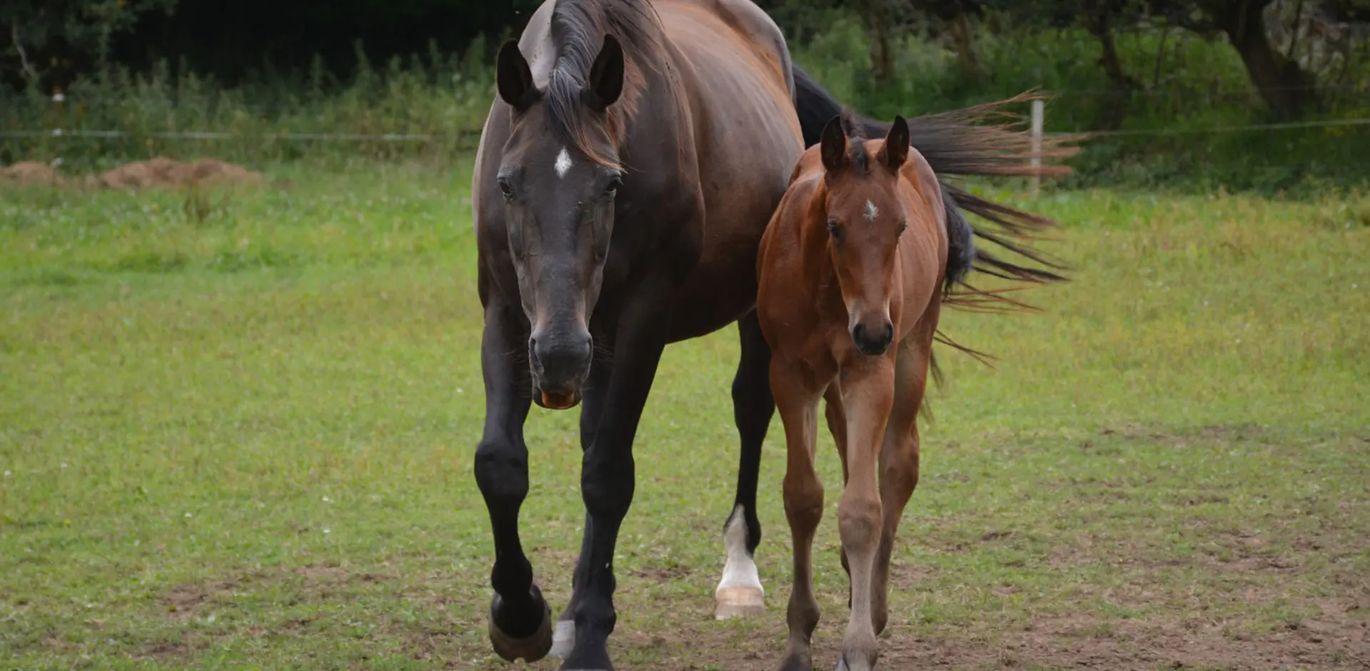 Élevage de La Garenne : chevaux de sport & poneys et chiens de race Leonberg à Commana dans le Finistere