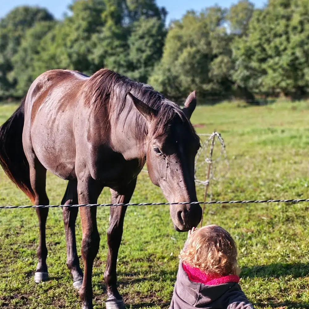 L'élevage de La Garenne est une aventure familiale portée par la passion du cheval.