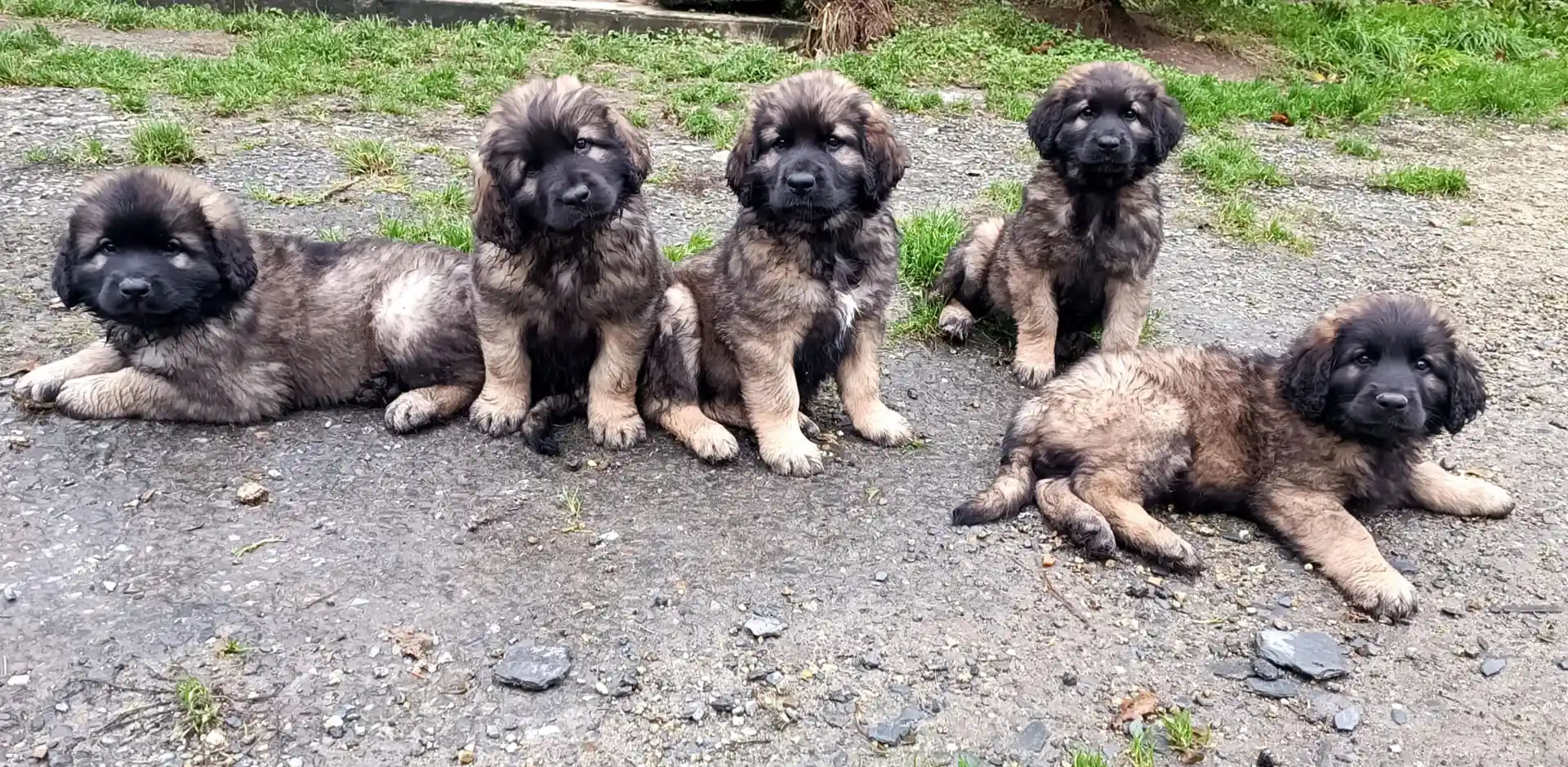 Élevage de chien Leonberg LOF dans le Finistère en Bretagne.