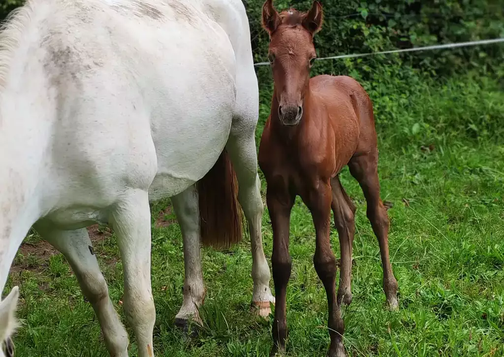 Qépop de la Garenne, poulain Poney Français de Selle (Spartakus de France IPO 153 x Gold d'Hardy) à réserver à l'Élevage de la Garenne (29).