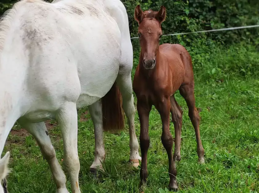 Qépop de la Garenne, poulain Poney Français de Selle (Spartakus de France IPO 153 x Gold d'Hardy) à réserver à l'Élevage de la Garenne (29).
