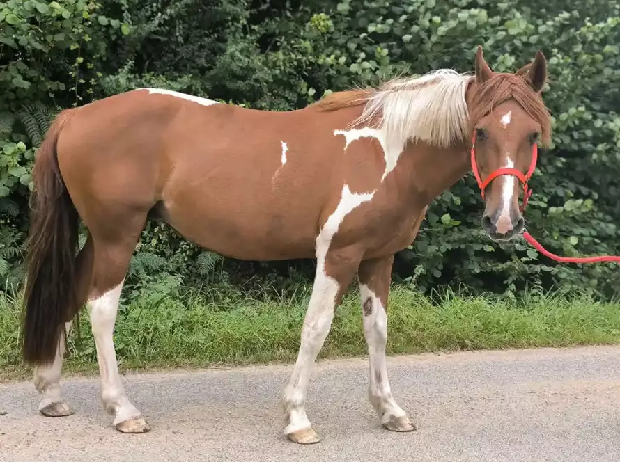 Sanaï, jument pie de sport à l'élevage de la Garenne