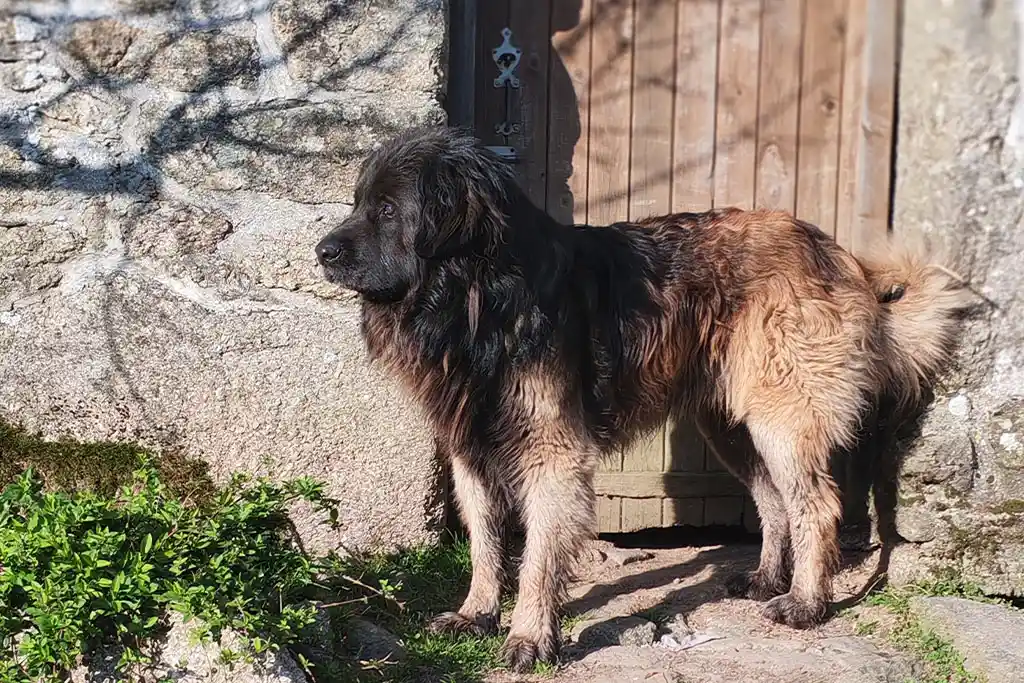 Tek'Noz de la légende du Roi Urien, mâle reproducteur de l'élevage de chiens leonberg de la Garenne