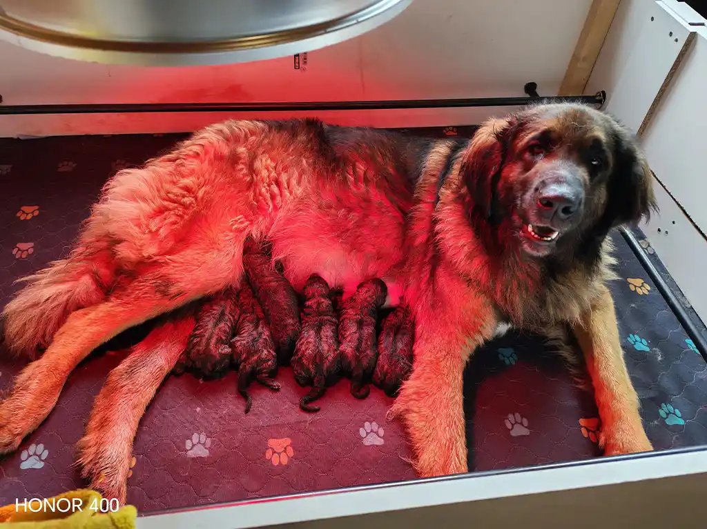 Uta a donné naissance à 10 adorables bébé leonberg