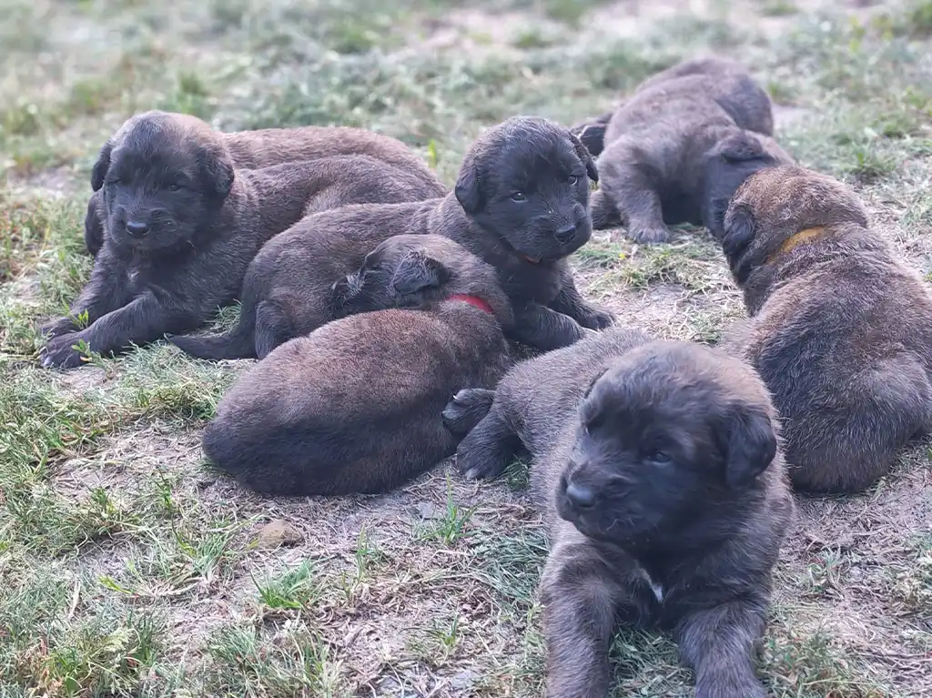 Les chiots leonberg d'Uta