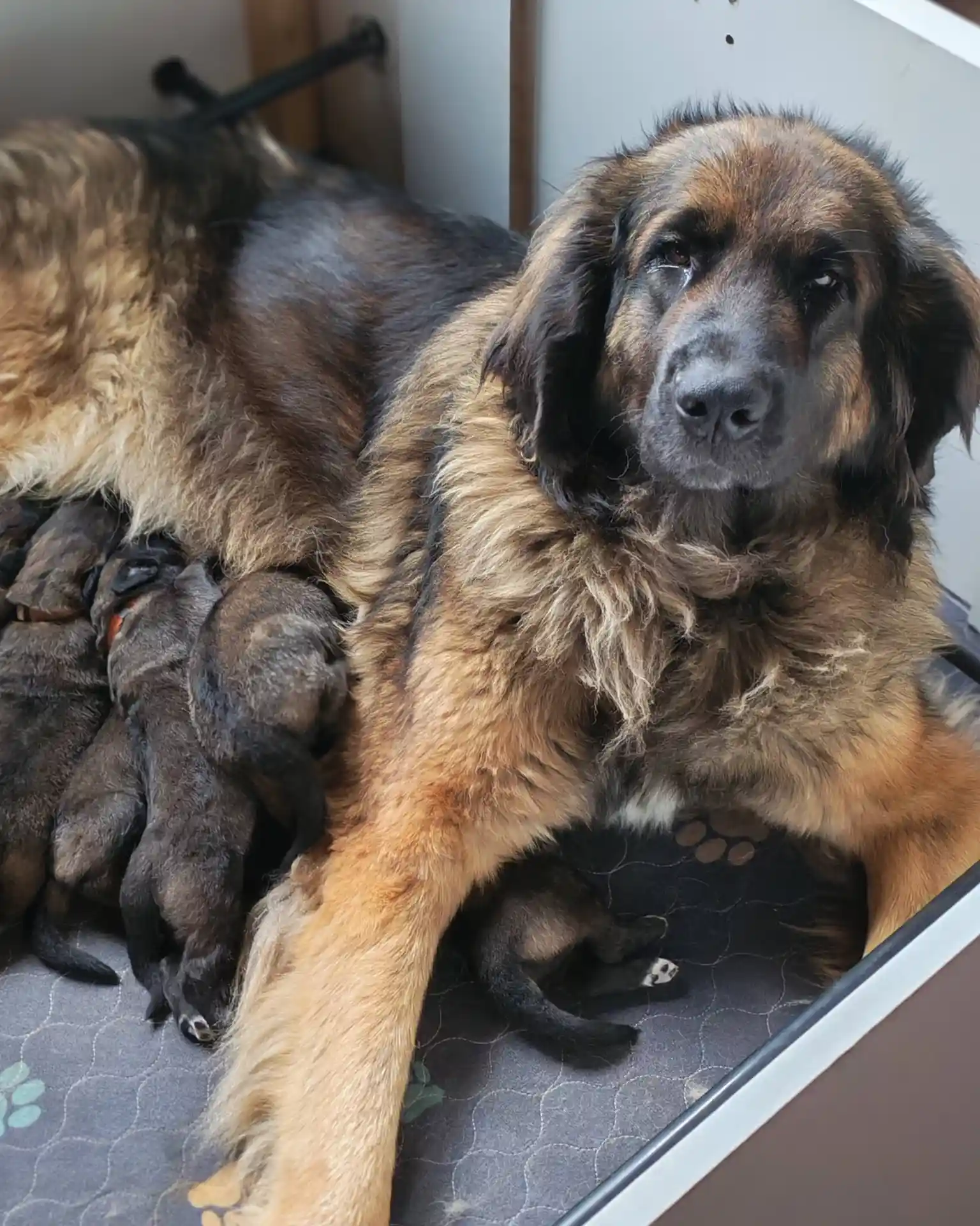 Portée de chiots leonberg à l'élevage de la Garenne