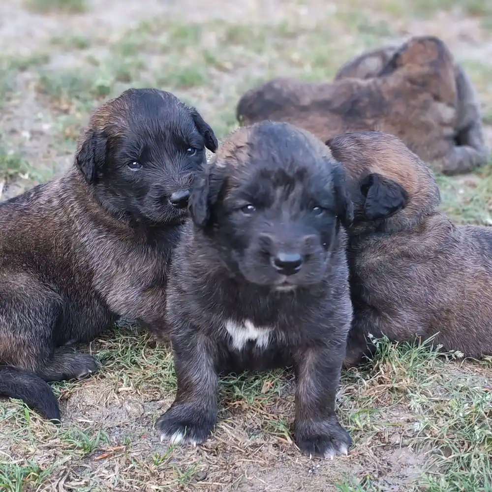 Nos chiots leonberg sont vermifugés à plusieurs reprises durant leurs deux premiers mois de vie.