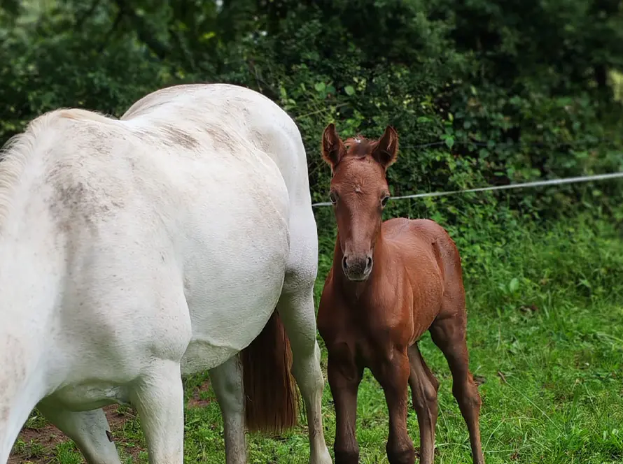 Qépop de la Garenne poney de sport disponible à la réservation