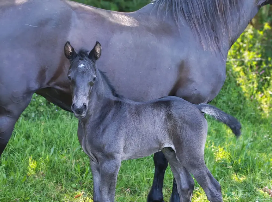Qrypton de la Garenne et sa mère Hiri Trishna