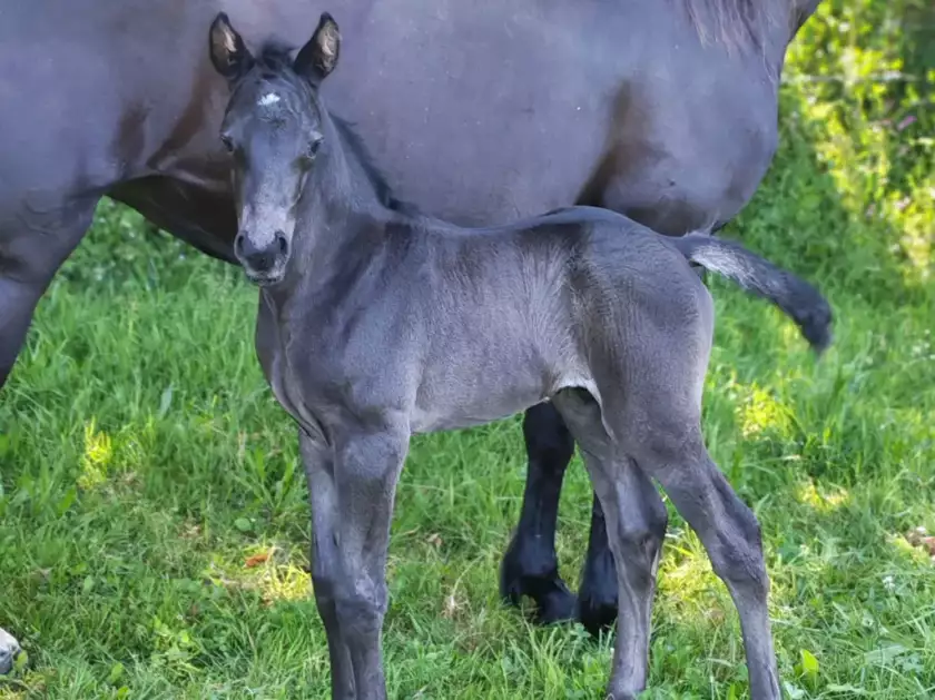 Poulain OC de sport à réserver en Bretagne